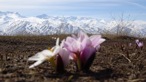 Foto - Baharın müjdecilerinden kartpostallık manzara