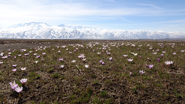 Foto - Baharın müjdecilerinden kartpostallık manzara
