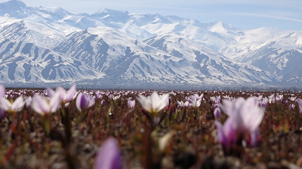 Foto - Baharın müjdecilerinden kartpostallık manzara