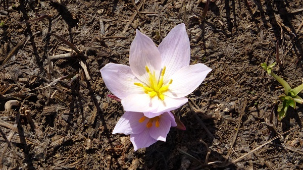 Foto - Baharın müjdecilerinden kartpostallık manzara