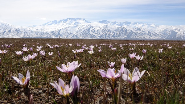 Foto - Baharın müjdecilerinden kartpostallık manzara