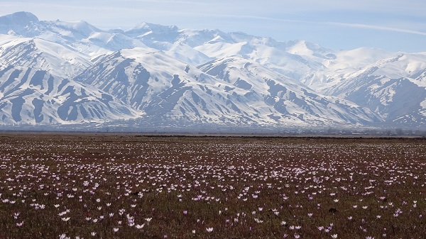 Foto - Baharın müjdecilerinden kartpostallık manzara