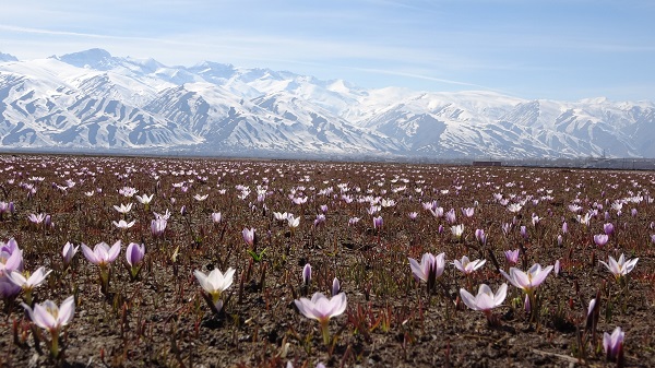 Foto - Baharın müjdecilerinden kartpostallık manzara