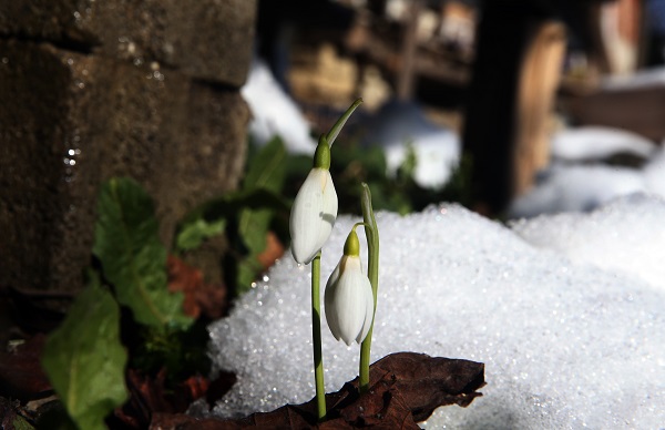 Baharın müjdecisi kardelenler açmaya başladı