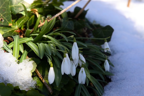 Foto - Baharın müjdecisi kardelenler açmaya başladı