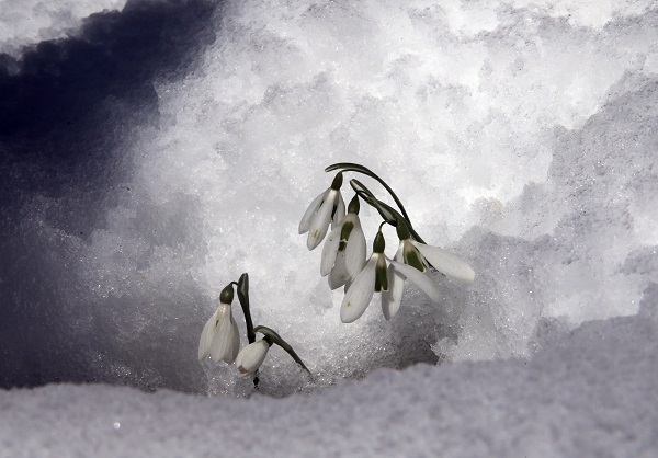 Foto - Baharın müjdecisi kardelenler açmaya başladı