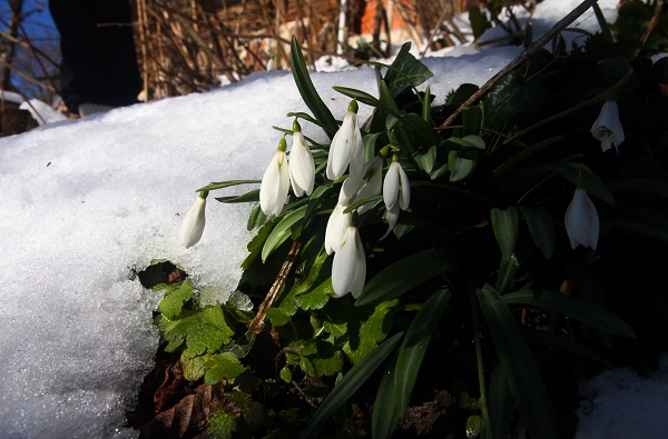 Foto - Baharın müjdecisi kardelenler açmaya başladı