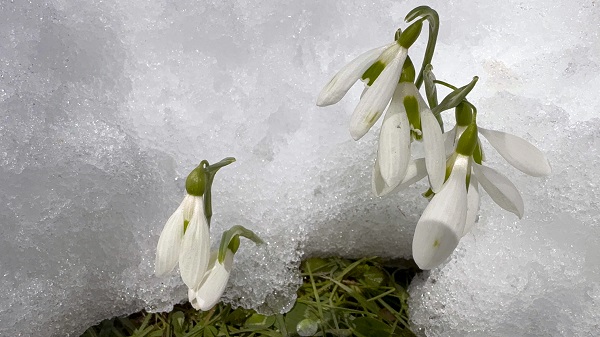 Foto - Baharın müjdecisi kardelenler açmaya başladı