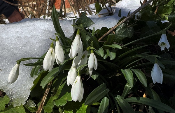 Foto - Baharın müjdecisi kardelenler açmaya başladı