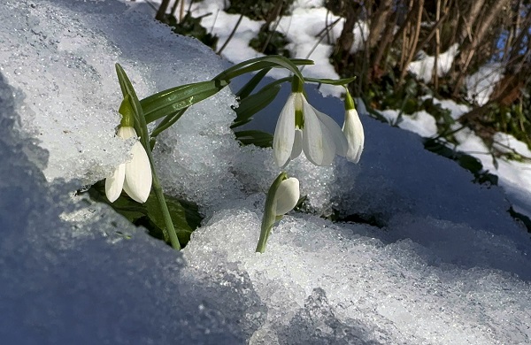 Foto - Baharın müjdecisi kardelenler açmaya başladı