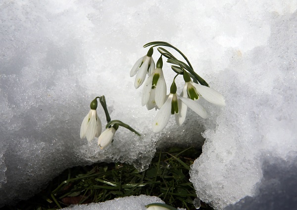 Foto - Baharın müjdecisi kardelenler açmaya başladı