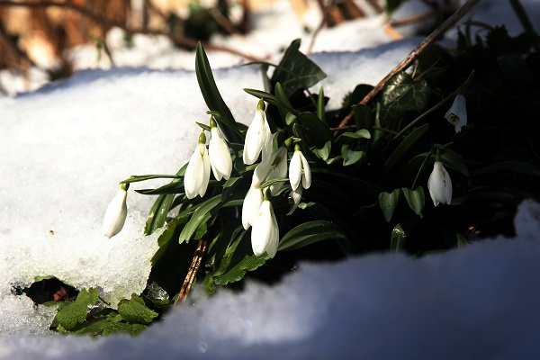 Foto - Baharın müjdecisi kardelenler açmaya başladı