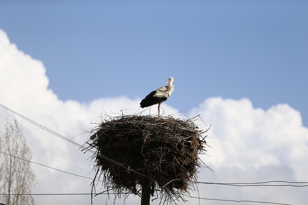 Foto - Baharın müjdecisi leylekler yuvalarına yerleşti