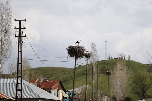 Foto - Baharın müjdecisi leylekler yuvalarına yerleşti