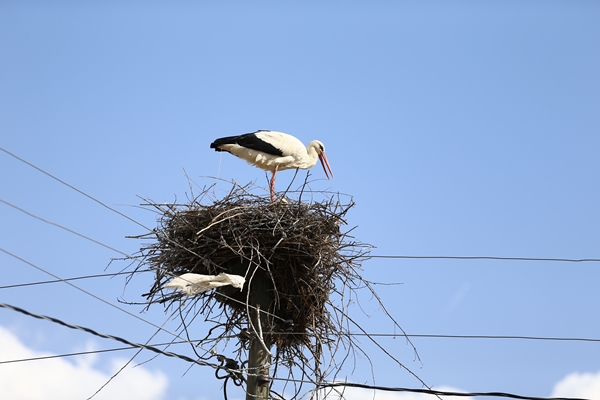 Foto - Baharın müjdecisi leylekler yuvalarına yerleşti