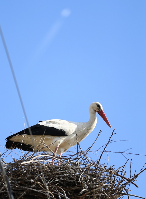 Foto - Baharın müjdecisi leylekler yuvalarına yerleşti