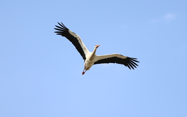 Baharın müjdecisi leylekler yuvalarına yerleşti