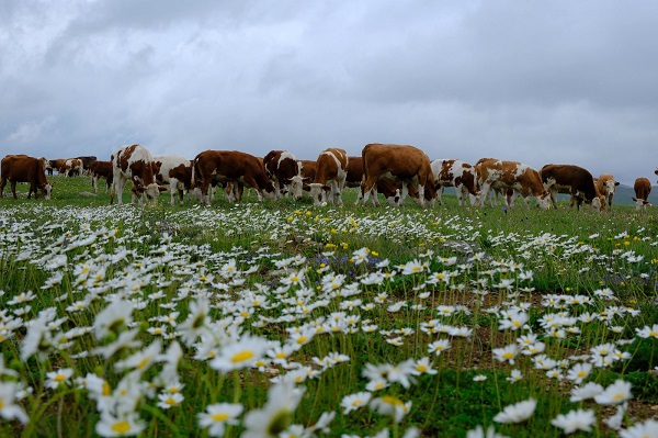 Foto - Baharın renkleri burada başka güzel: Cami Yurdu Yaylası 