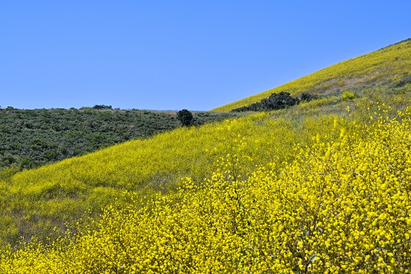 Foto - Baharın renkleri hayran bıraktı