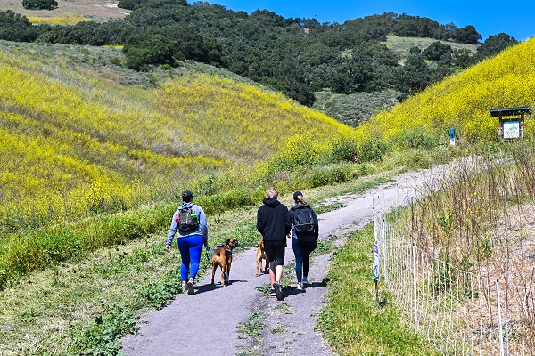 Foto - Baharın renkleri hayran bıraktı