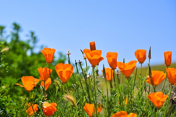 Foto - Baharın renkleri hayran bıraktı