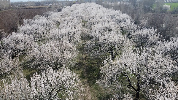Foto - Baharla birlikte kartpostallık görüntüler