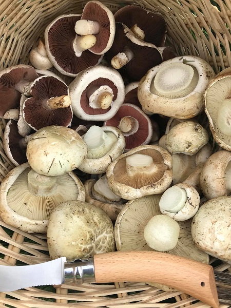 Foto - Baharla birlikte vakalar arttı! Bile bile canınızı tehlikeye atmayın