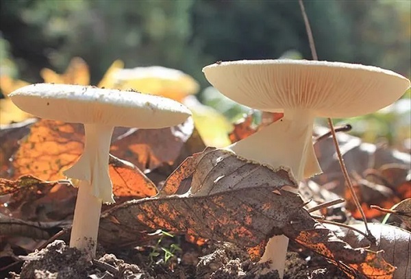 Foto - Baharla birlikte vakalar arttı! Bile bile canınızı tehlikeye atmayın