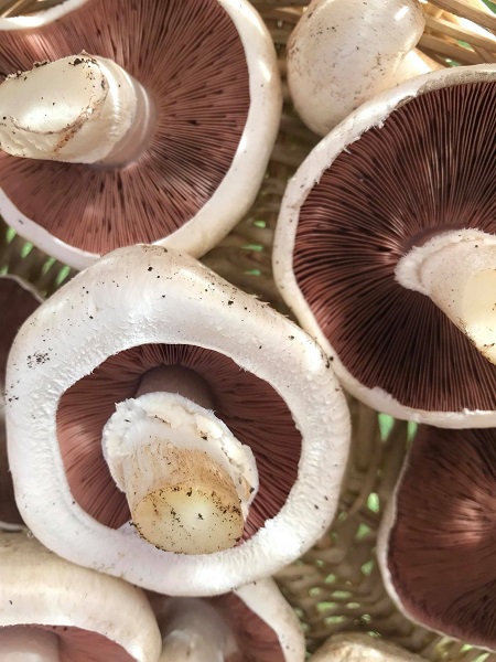 Foto - Baharla birlikte vakalar arttı! Bile bile canınızı tehlikeye atmayın