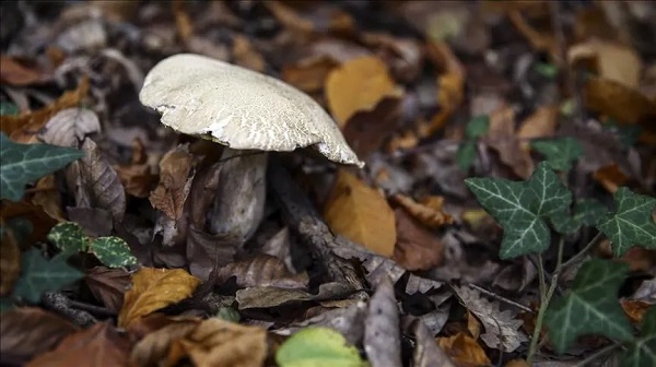 Foto - Baharla birlikte vakalar arttı! Bile bile canınızı tehlikeye atmayın