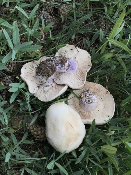 Foto - Baharla birlikte vakalar arttı! Bile bile canınızı tehlikeye atmayın