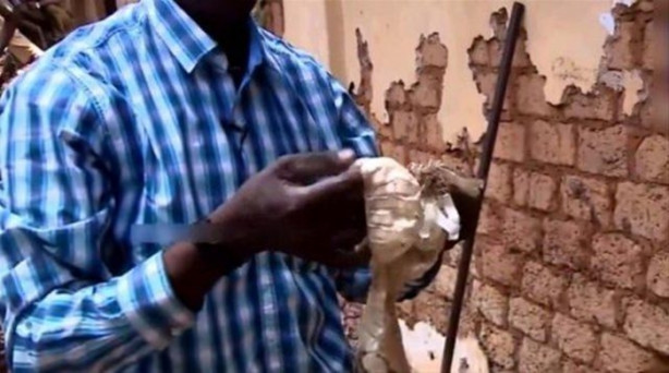 Foto - Bahçe duvarından öyle bir şey çıktı ki!