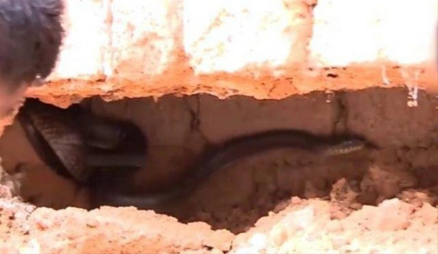 Foto - Bahçe duvarından öyle bir şey çıktı ki!