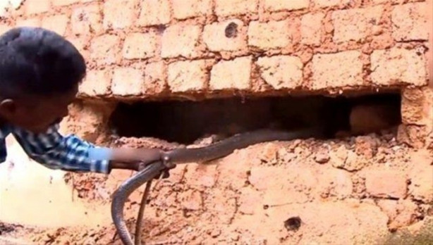 Foto - Bahçe duvarından öyle bir şey çıktı ki!