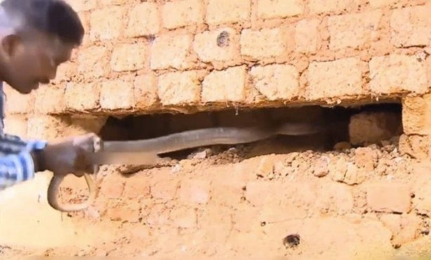 Foto - Bahçe duvarından öyle bir şey çıktı ki!