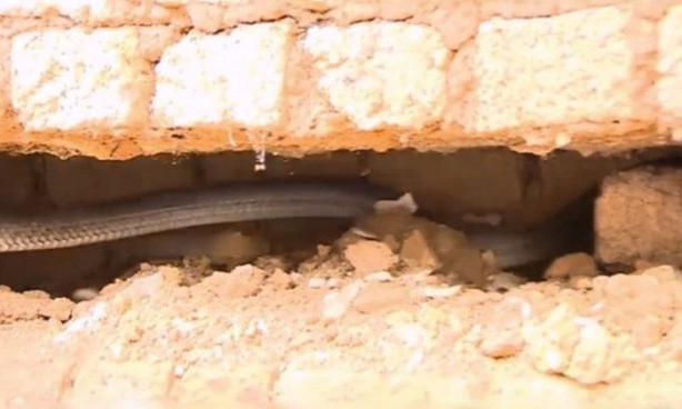 Foto - Bahçe duvarından öyle bir şey çıktı ki!