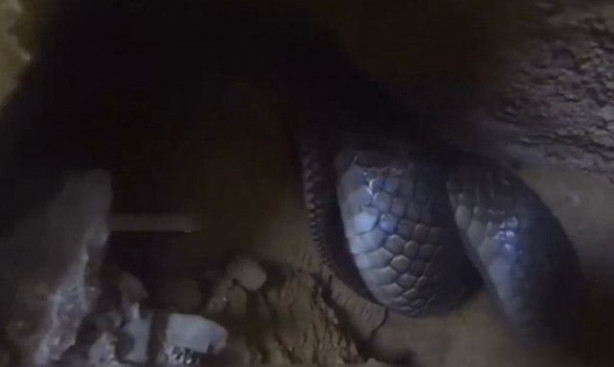 Foto - Bahçe duvarından öyle bir şey çıktı ki!