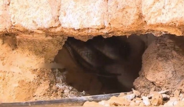 Foto - Bahçe duvarından öyle bir şey çıktı ki!