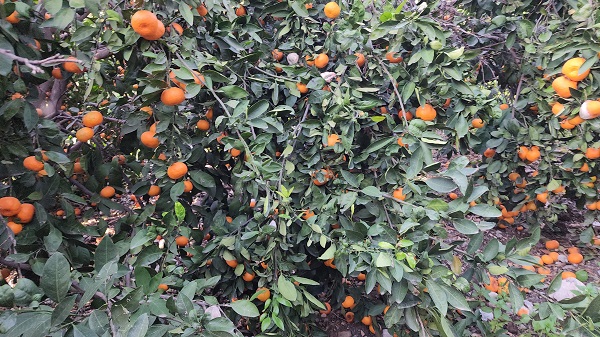 Foto - Bahçede 2 TL tezgahta 20 TL! Çiftçi dalında çürümeye bıraktı