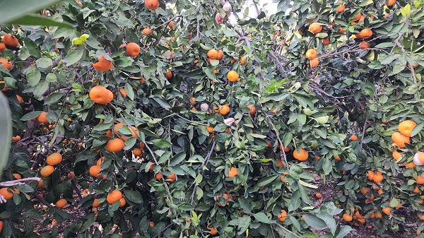 Foto - Bahçede 2 TL tezgahta 20 TL! Çiftçi dalında çürümeye bıraktı