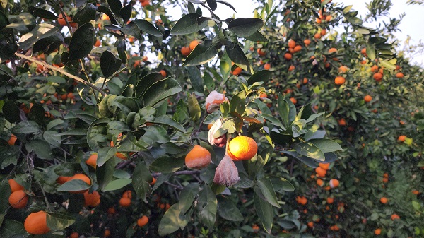 Foto - Bahçede 2 TL tezgahta 20 TL! Çiftçi dalında çürümeye bıraktı