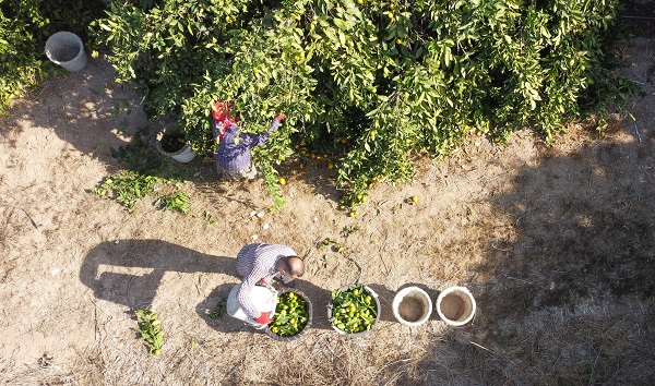 Foto - Bahçede 3, tezgahta 10 lira