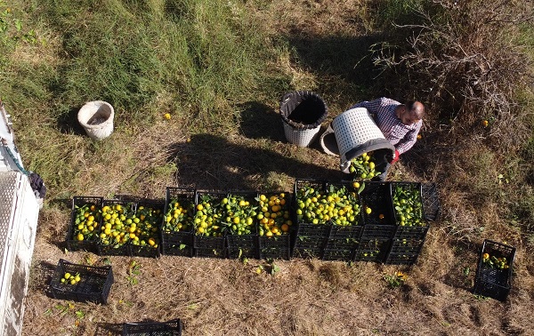 Foto - Bahçede 3, tezgahta 10 lira