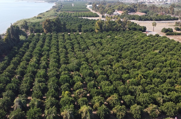 Foto - Bahçede 3, tezgahta 10 lira