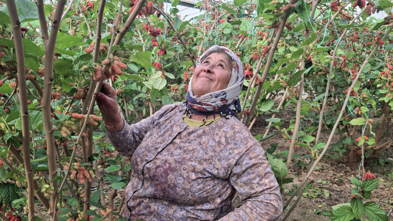 Bahçeden milyonerliğe giden dut: Kilosu 150 TL’den alıcı bulan Mersin karadutu ihracatta gözde