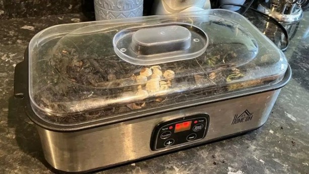 Foto - Bahçelerinde gizemli yumurta bulan aile şoka girdi! Beklediler beklediler, yumurtadan çıkan korkunç canlıları görünce çığlık attılar 