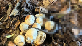 Bahçelerinde gizemli yumurta bulan aile şoka girdi! Beklediler beklediler, yumurtadan çıkan korkunç canlıları görünce çığlık attılar 
