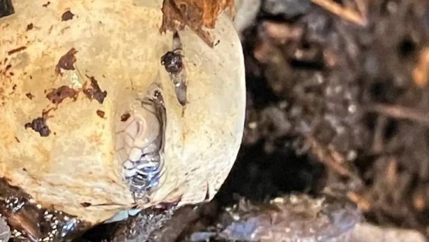 Foto - Bahçelerinde gizemli yumurta bulan aile şoka girdi! Beklediler beklediler, yumurtadan çıkan korkunç canlıları görünce çığlık attılar 