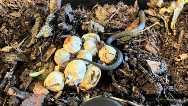 Foto - Bahçelerinde gizemli yumurta bulan aile şoka girdi! Beklediler beklediler, yumurtadan çıkan korkunç canlıları görünce çığlık attılar 