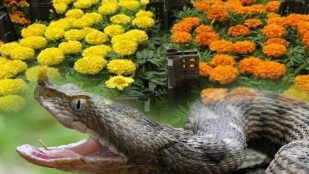 Bahçenizde bunlar varsa hemen söküp atın! Bu dört şey yılanları adeta mıknatıs gibi kendine çekiyor